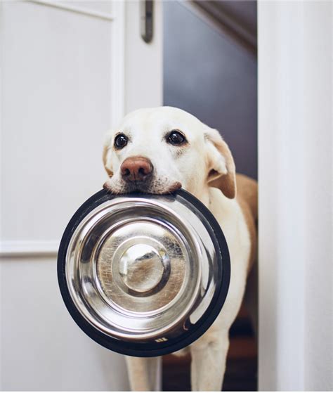 Nutrición ¿cómo Elegir La Dieta Adecuada Para Tu Perro Y Asegurarte D