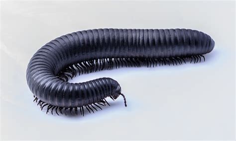 Featured Animals - Giant African Millipede - CMZoo