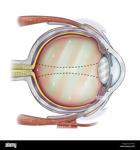 Ilustración que muestra la anatomía del ojo Fotografía de stock Alamy