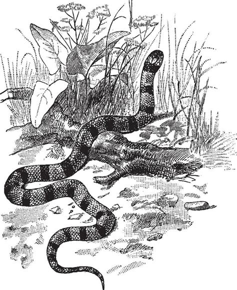 Coral Snake, vintage illustration. 35468887 Vector Art at Vecteezy