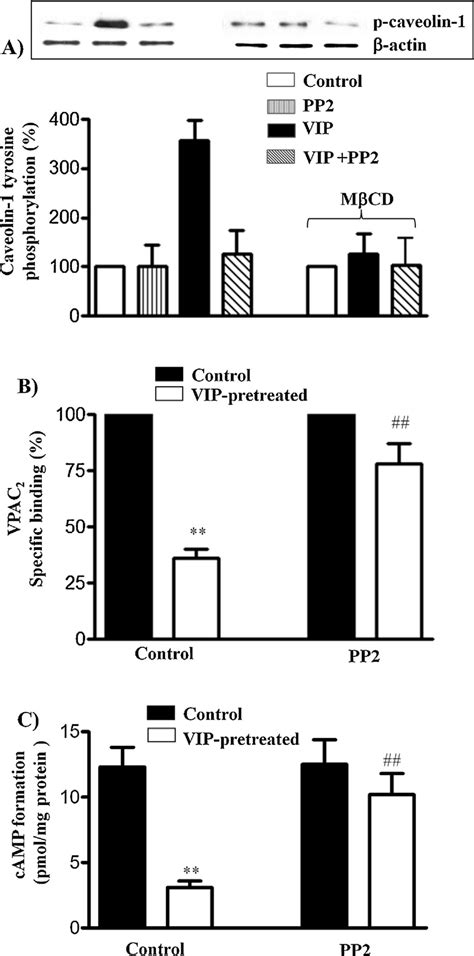 Tyrosine Phosphorylation Of Caveolin And The Effect Of Src Kinase