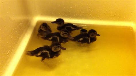 Berniers Teal Madagascar Teal Ducklings Day 10 YouTube