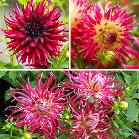 Spring Planted Flower Bulbs Summer Blooming Flower Bulbs High