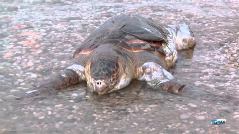 Tartaruga Spiaggiata A Fossacesia YouTube