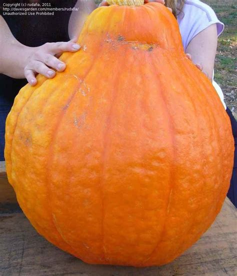 Plantfiles Pictures Pumpkin Winter Squash Boston Marrow Cucurbita