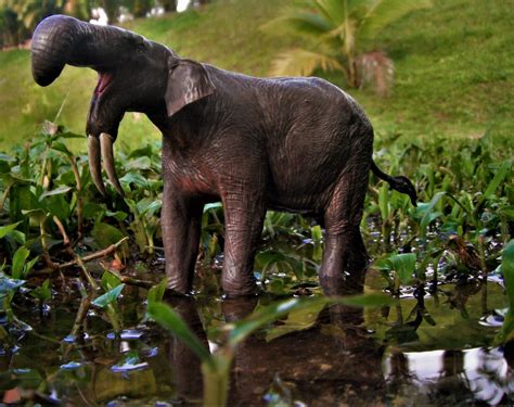 Deinotherium Giganteum By Zoome3 On Deviantart