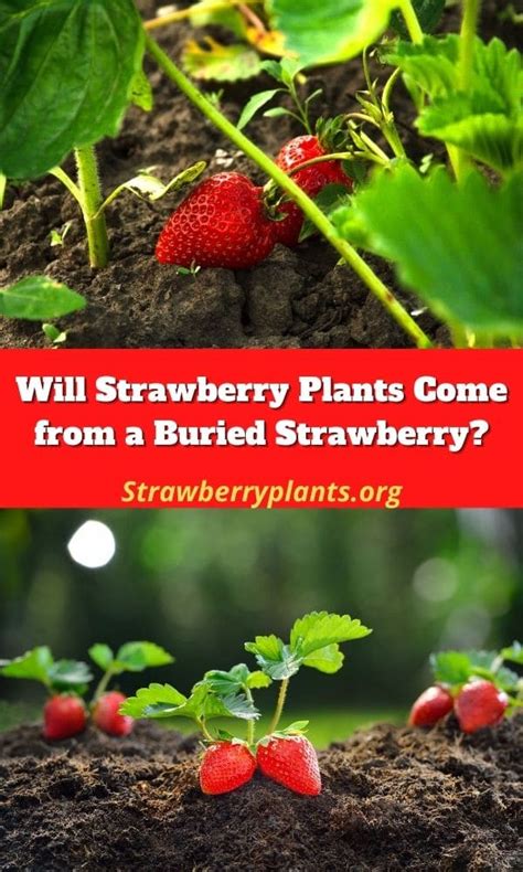 Will Strawberry Plants Come From A Buried Strawberry Strawberry Plants