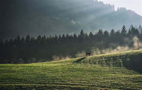 Leinwandbild Allgäuer Kühe 4466 6d6954d7 Jonathan Besler Photo