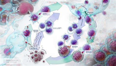 Innate Immunity