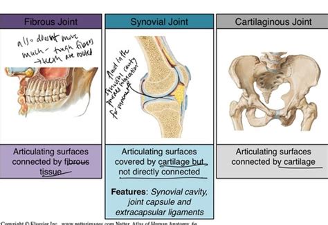 Joints Flashcards Quizlet