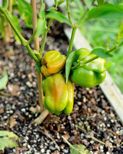 15 Tips for Growing Peppers Faster - Gardening Channel