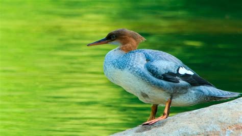 Cgtn Nature Changbai Mountain Series Ep The Chinese Merganser Cgtn