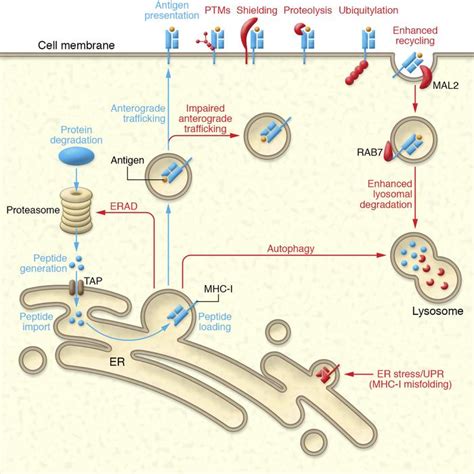 Jci Immune Mal Practice Breast Cancer Immunoevasion Via Mhc Class I