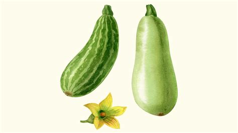 From Hydration To Skin Health Health Benefits Of Bottle Gourd