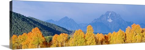 Aspens Grand Teton National Park Wy Great Big Canvas