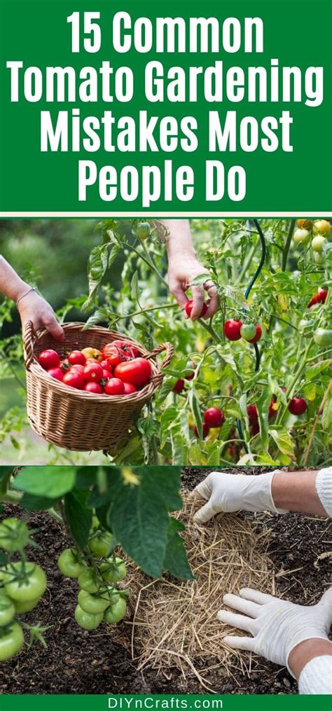 15 Common Tomato Gardening Mistakes That Most People Make TasteAndCraze