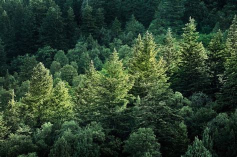 Lush Green Pine Forest Or Forrest Of Trees For Conservation And