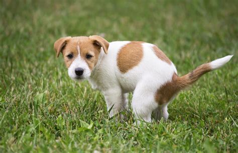 Warum Riecht Mein Hund Nach Fisch Hund Katze