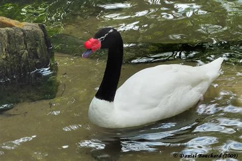 Oiseaux Divers De Floride