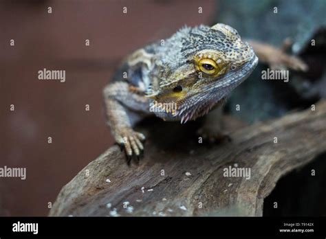 bearded dragon climbing upwards Stock Photo - Alamy