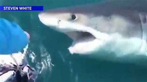 Close Encounter With Great White Shark Caught On Camera Youtube