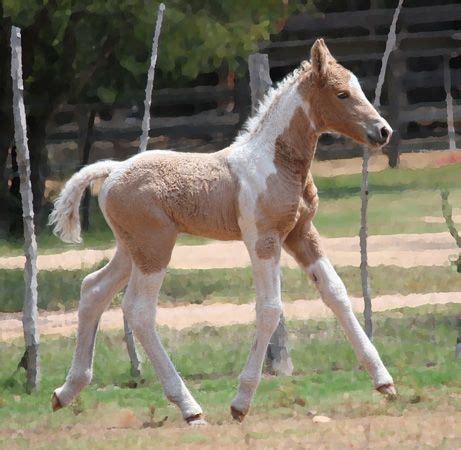 Curly Horse | Bashkir Curly Horses | American Bashkir Curly | Stag ...