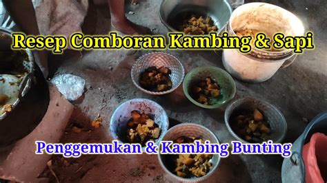 Resep Comboran Kambing Sapi Berkualitas Tinggi Penggemukan Kambing