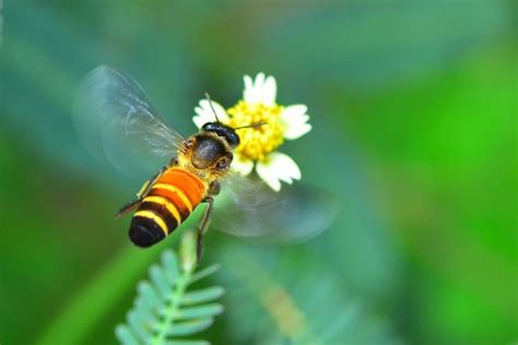 Una Abeja Volando A La Hermosa Flor Foto Premium