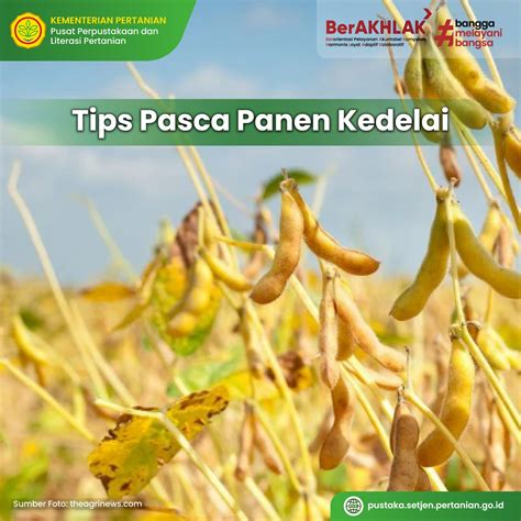 Info Teknologi Tips Pasca Panen Kedelai