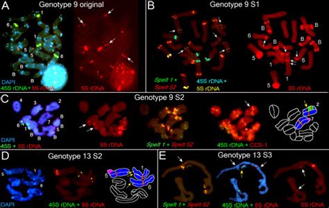 Fluorescence In Situ Hybridization FISH And Differential Staining