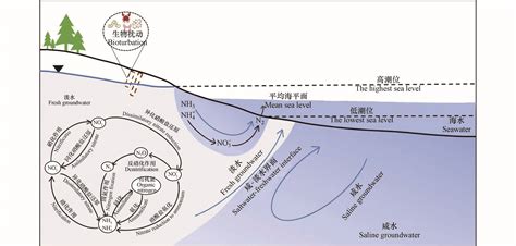 海岸带地下水中氮生物地球化学过程研究进展