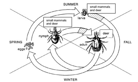 The typical life cycle of the black-legged or deer tick (Ixodes... | Download Scientific Diagram