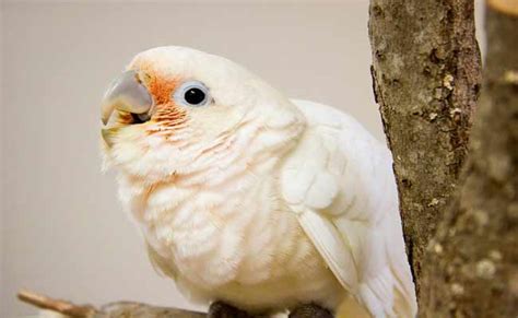 Goffin Cockatoo Behavior, Pet Care, Diet, And Personality – Fizz Flap