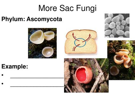 PPT Chapter 21 Kingdom Fungi Notes PowerPoint Presentation Free