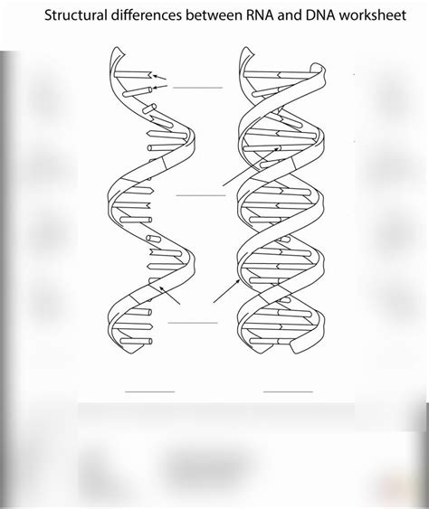 Biology Chapter 12~ Dna And Rna Diagram Quizlet