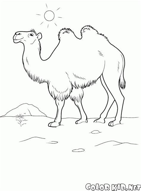 Disegni Da Colorare Cammelli Nel Deserto