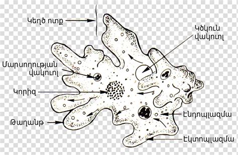 Amoeba Protist Diagram