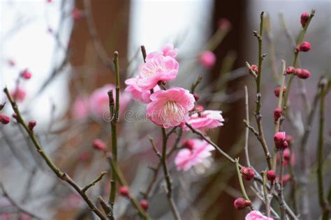 Japanese plum blossoms stock image. Image of japan, blooms - 139323465