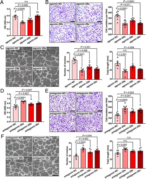 MiR 29s Affect HRMEC Proliferation Migration And Tube Formation