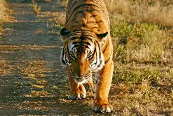 South China Tiger Facts for Kids • Kids Animals Facts