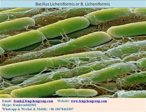 Bacillus Licheniformis Or B. Licheniformis Manufacturers and Suppliers ...