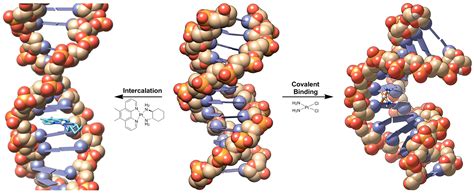 Ijms Free Full Text Transition Metal Intercalators As Anticancer