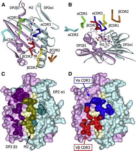 Structural Basis Of Chronic Beryllium Disease Linking Allergic