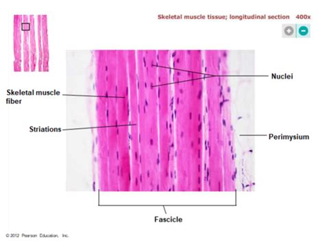 Cardiac Muscle Tissue 400x