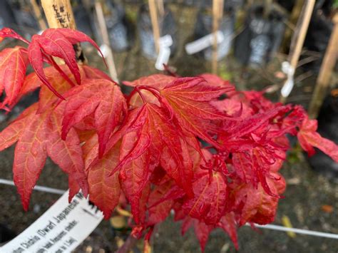 Acer Palmatum Chishio Japanese Maple Leafland Limited Best Price Buy Trees Online