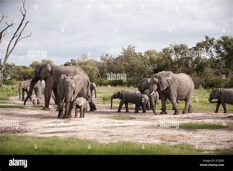 Elephants in the Okavango Delta Stock Photo - Alamy