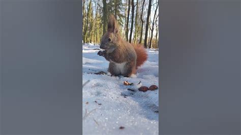 🐿Wiewiórki zimowa porą. ️ #shorts #zima #winter #śnieg #wiewiórka #snow #squirrel - YouTube