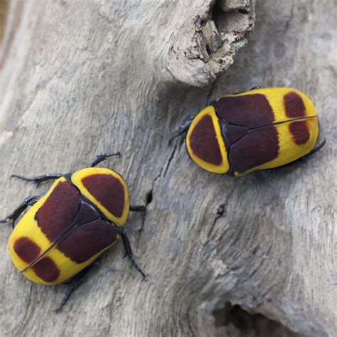 pachnoda marginata peregrina rosa del congo insektenliebe