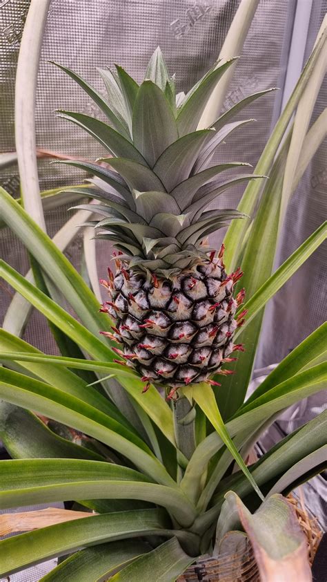 (OC) almost 3 years indoor pineapple : r/IndoorGarden