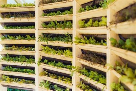 The Future Of Urban Farming Innovations Ahead Future83